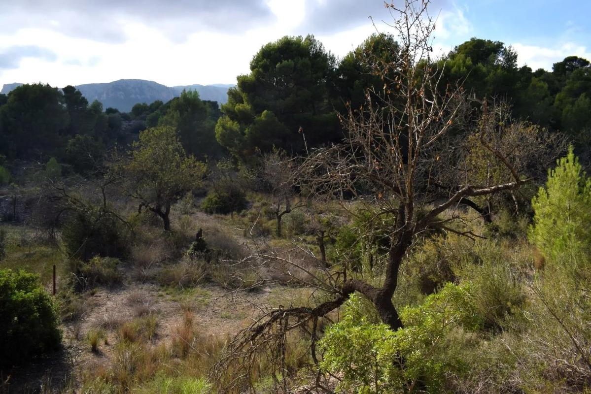 Land for sale in Calpe, Alicante photo 2