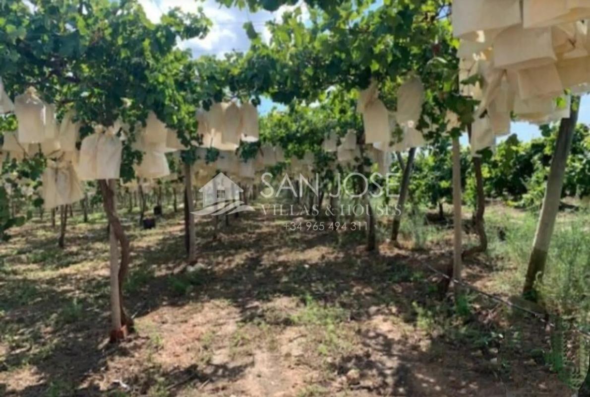Land for sale in Monforte del Cid, Alicante photo 3