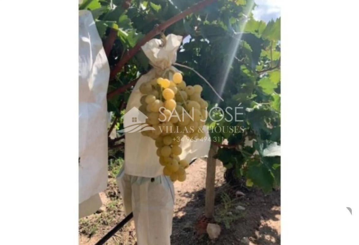 Land for sale in Monforte del Cid, Alicante photo 4