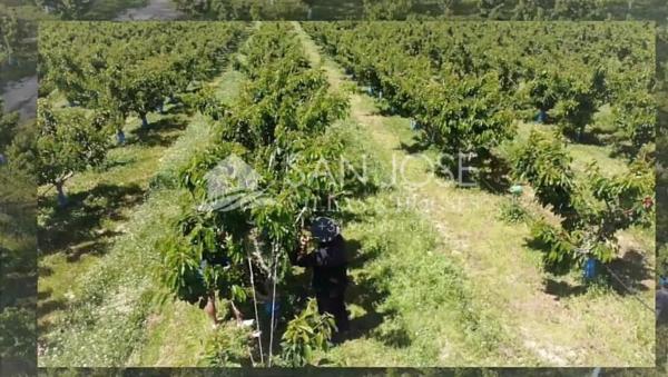 Terreno en Monforte del Cid photo 2