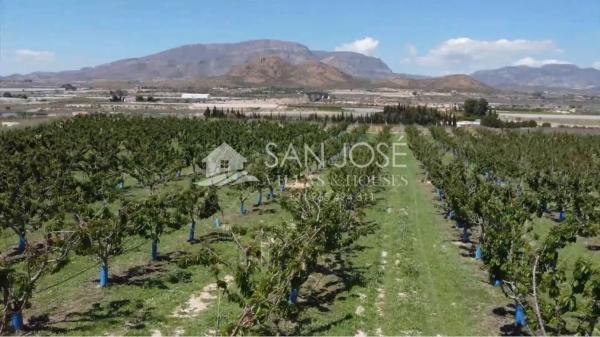 Terreno en Monforte del Cid photo 3