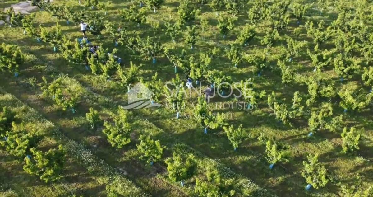 Terreno en venta en Monforte del Cid, Alicante photo 5