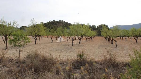 Terreno en Sax photo 4
