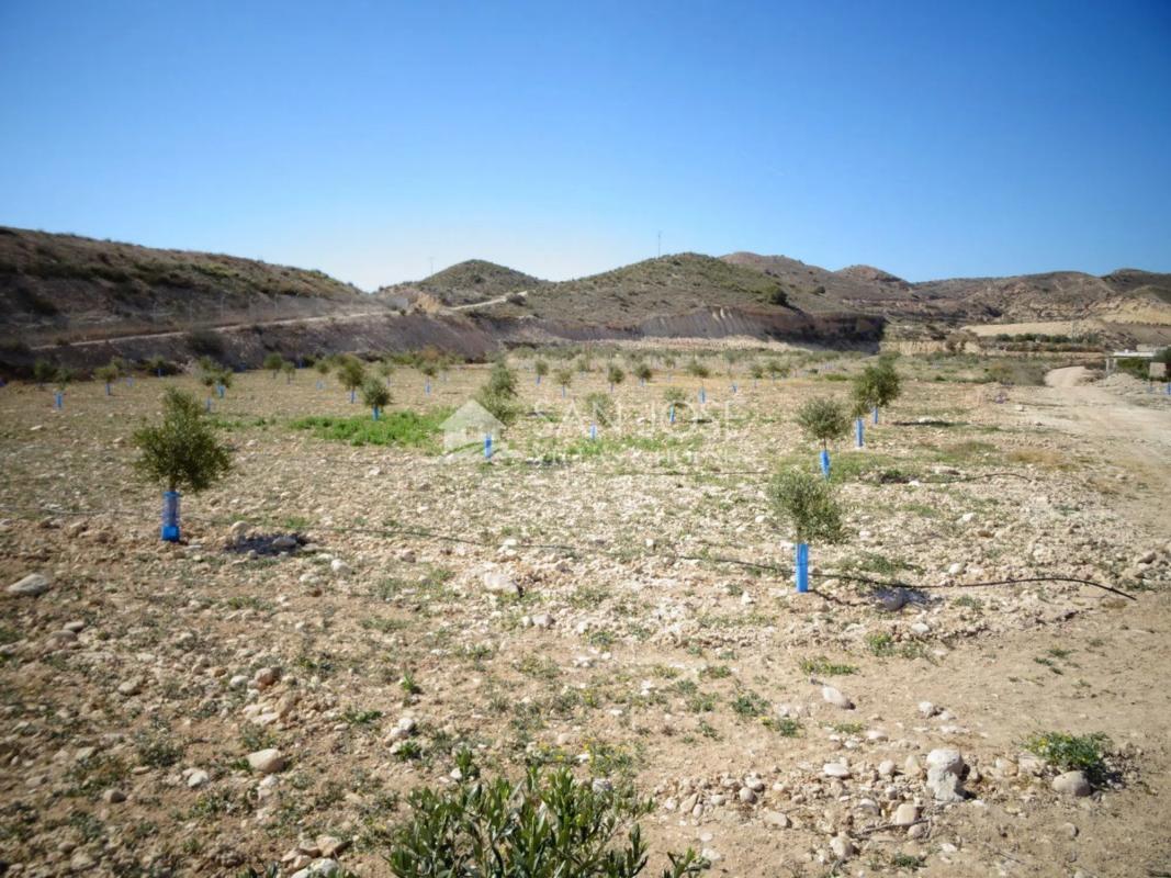 Terreno en venta en Aspe, Alicante photo 1