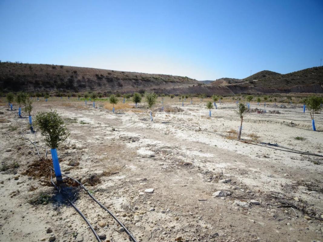 Terreno en venta en Aspe, Alicante photo 2