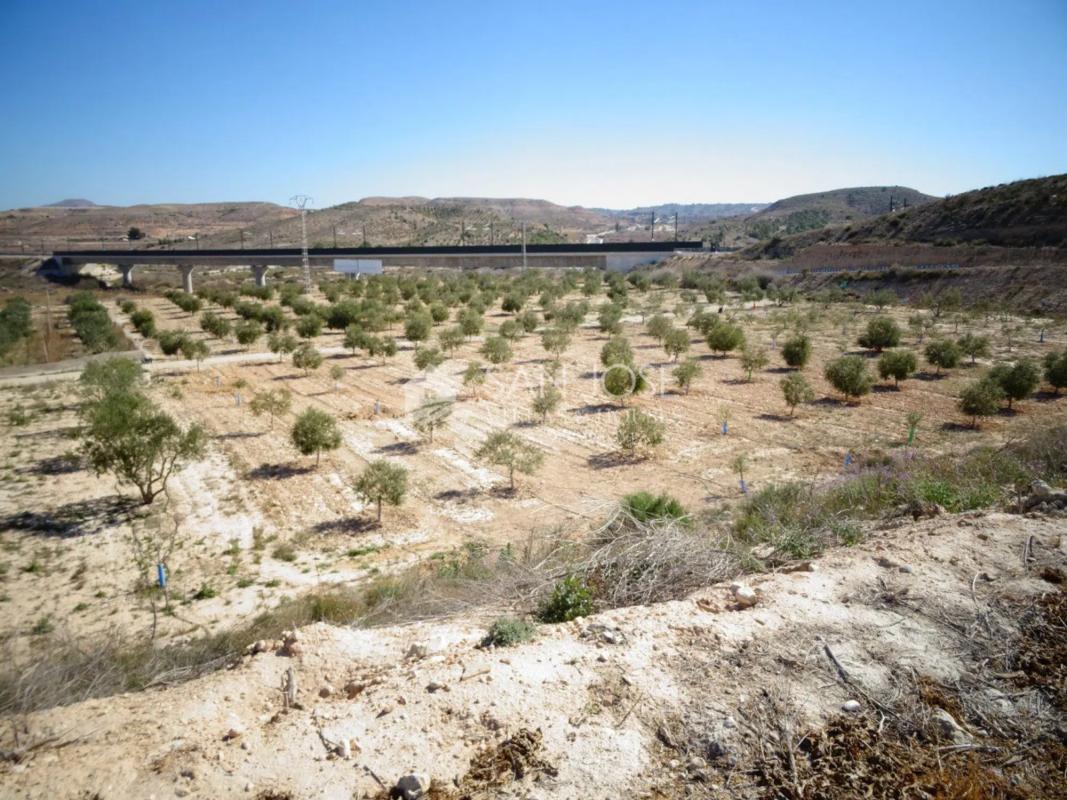 Terreno en venta en Aspe, Alicante photo 4