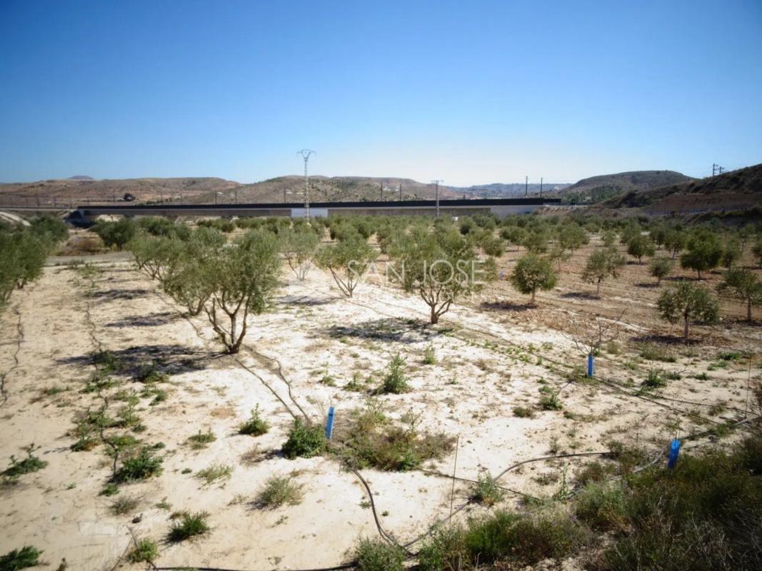 Terreno en venta en Aspe, Alicante photo 5