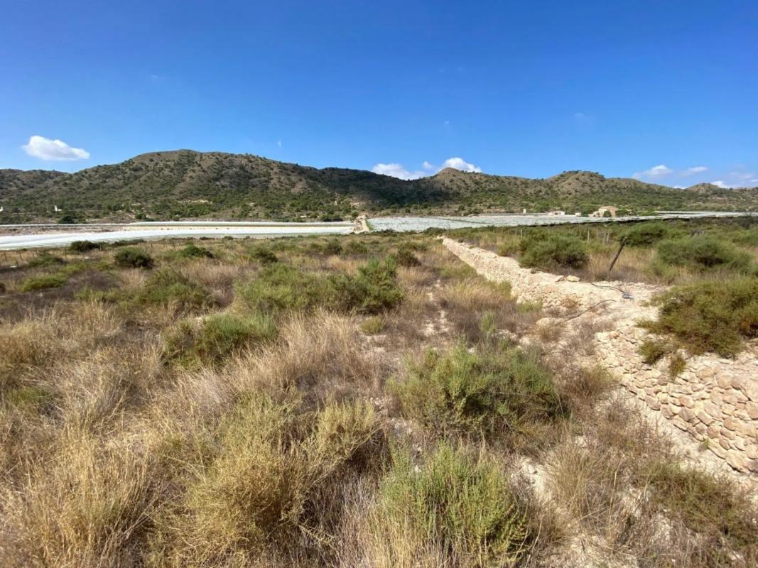 Land for sale in Novelda, Alicante photo 3