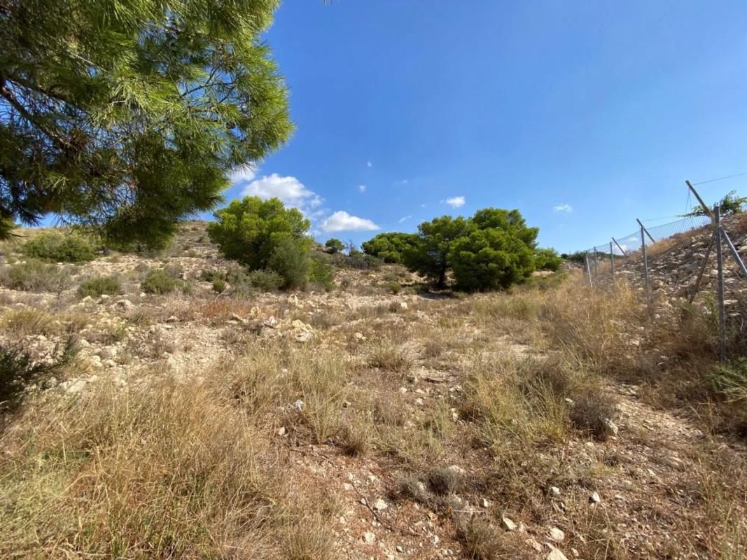 Land for sale in Novelda, Alicante photo 4