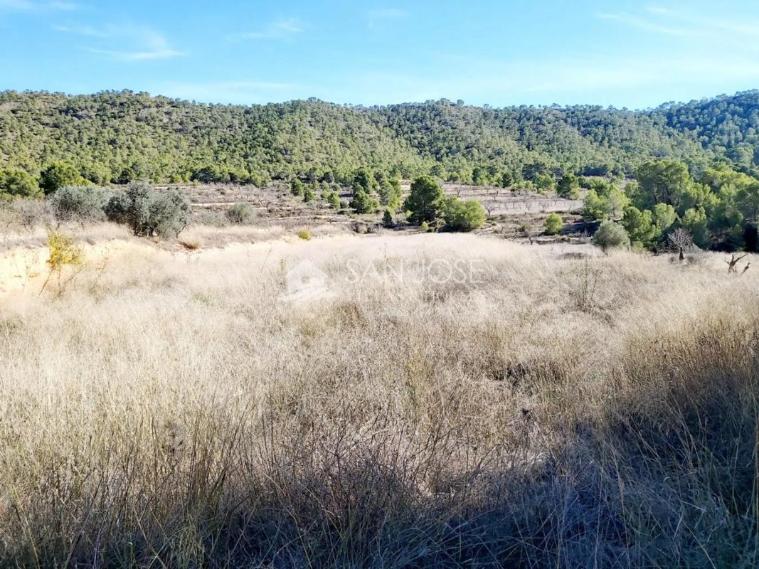 Land for sale in Monovar, Alicante photo 1