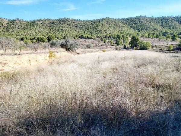 Terreno en Monovar photo 2