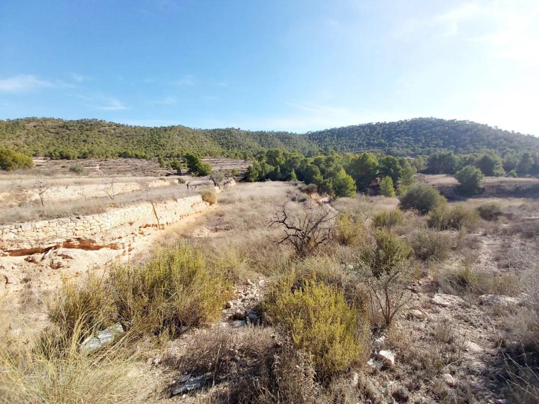 Land for sale in Monovar, Alicante photo 1