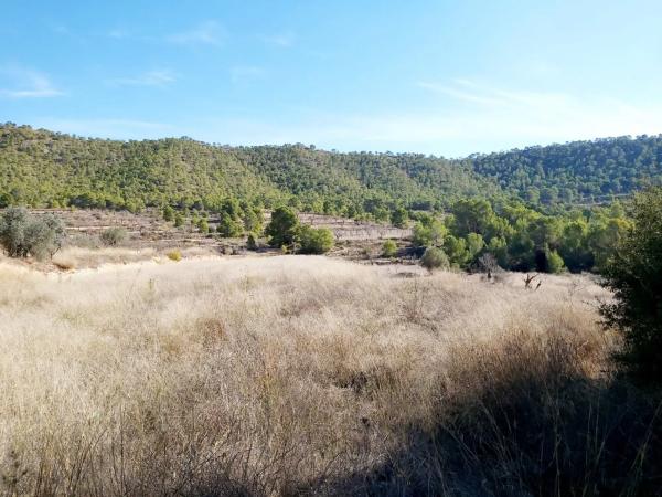 Terreno en Monovar photo 2