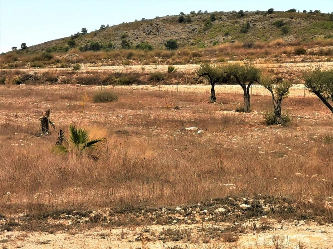 Terreno en venta en Salinas, Alicante photo 3