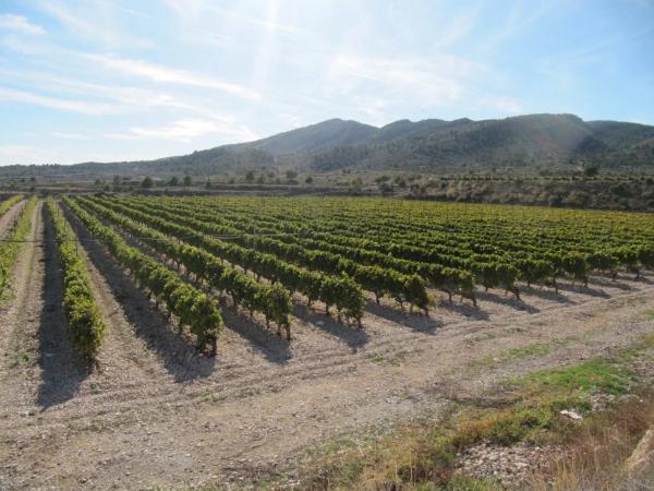 Terreno en Monovar photo 1