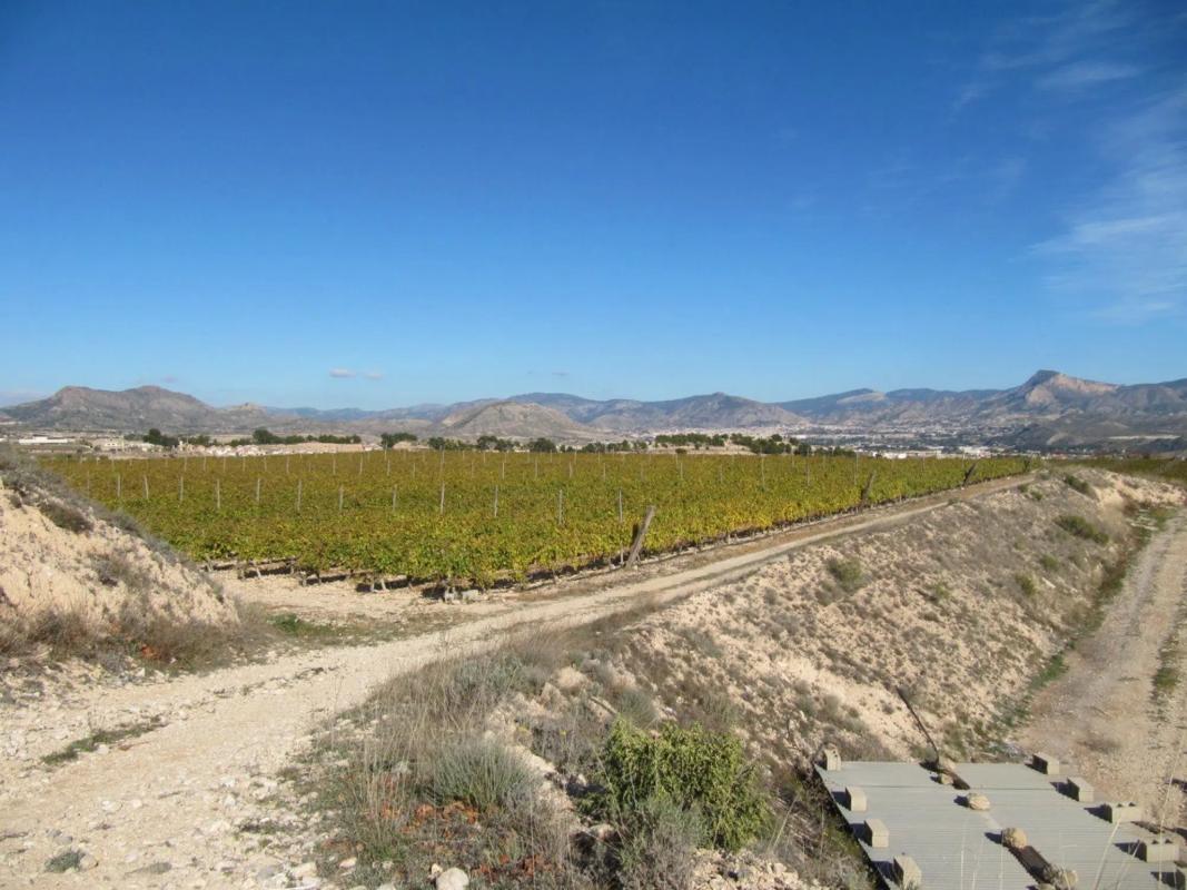 Terreno en venta en Monovar, Alicante photo 4