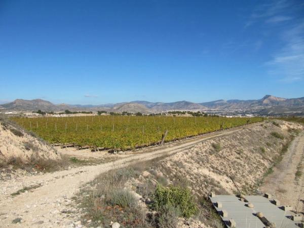 Terreno en Monovar photo 4