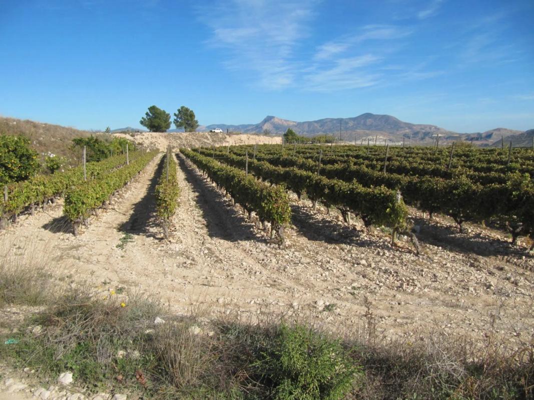 Terreno en venta en Monovar, Alicante photo 5