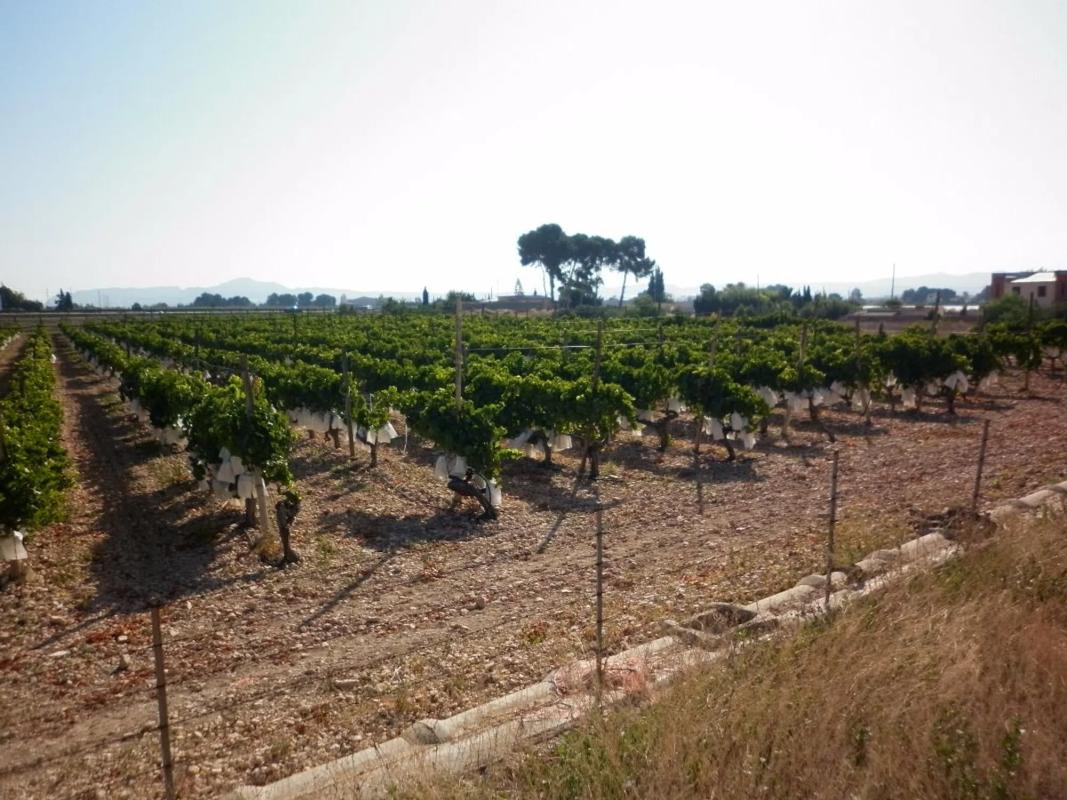 Terreno en venta en Novelda, Alicante photo 2