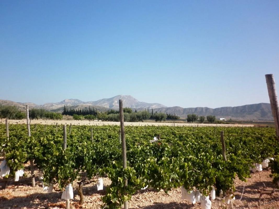 Terreno en venta en Novelda, Alicante photo 3