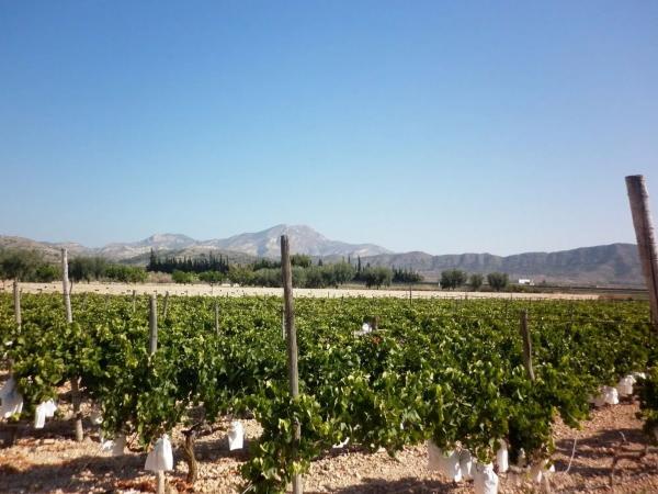 Terreno en Novelda photo 3