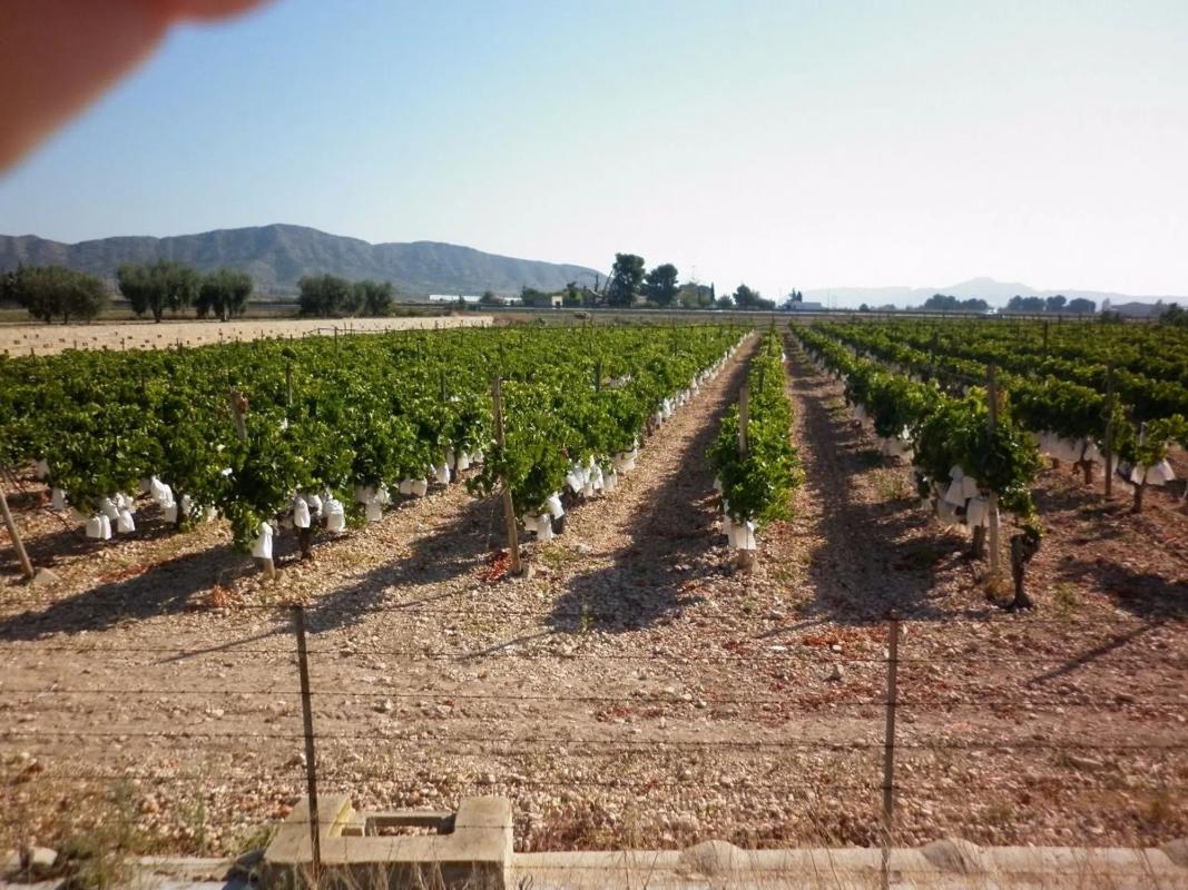 Terreno en venta en Novelda, Alicante photo 5