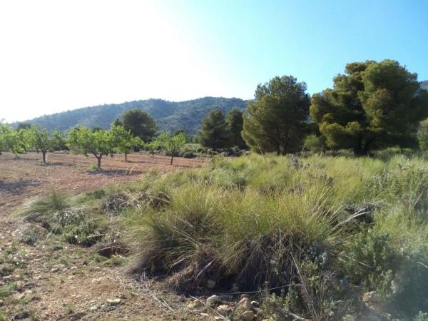 Terreno en Pinoso photo 2