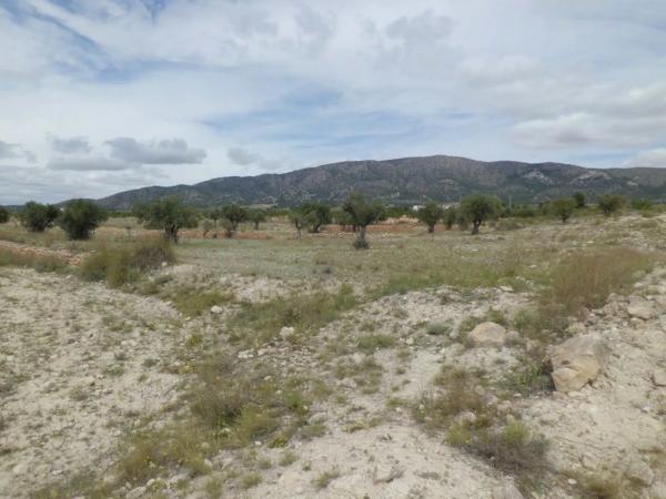 Terreno en Pinoso photo 2