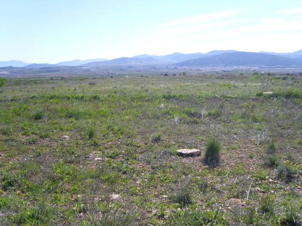 Terreno en Pinoso photo 1