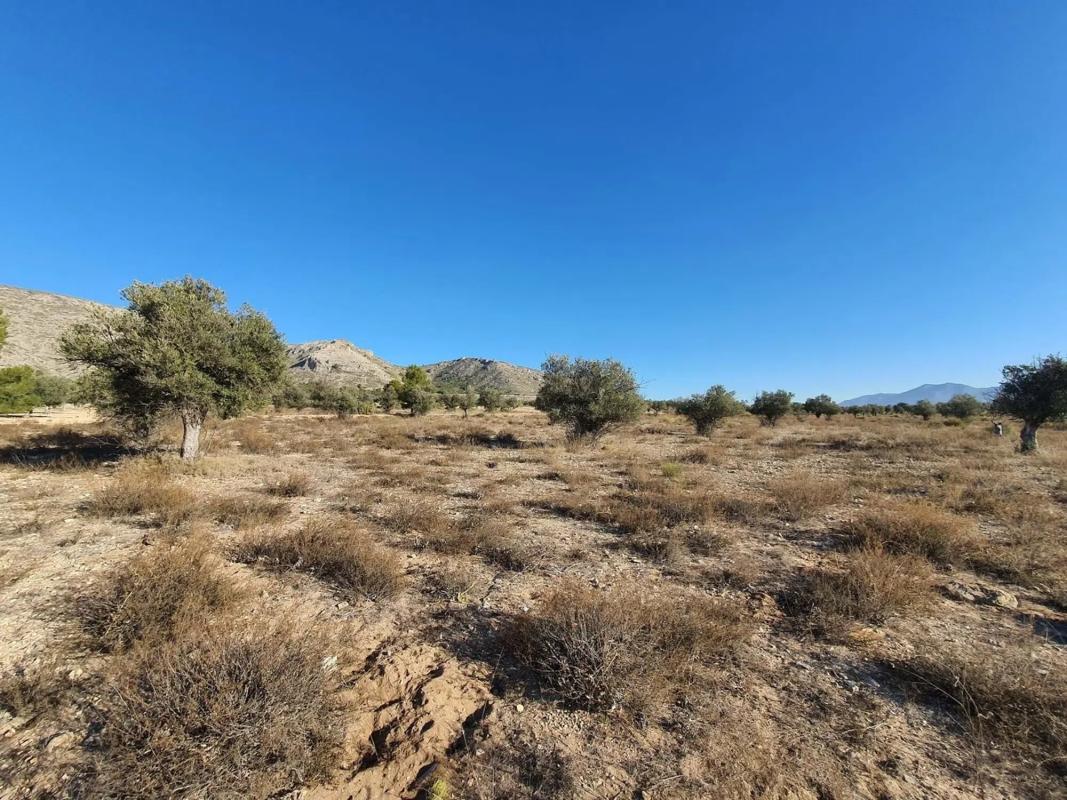 Terreno en venta en Villena, Alicante photo 2