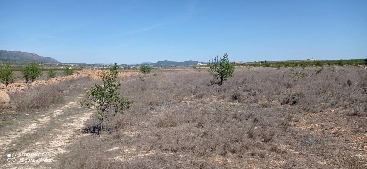 Terreno en venta en Pinoso, Alicante photo 5