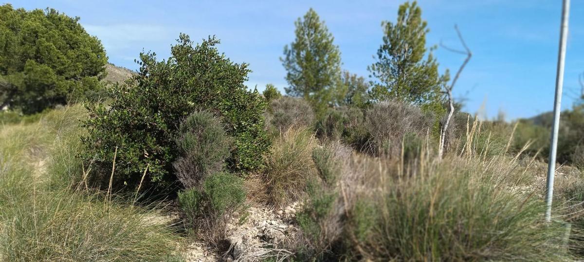 Land for sale in Aigües, Alicante photo 5