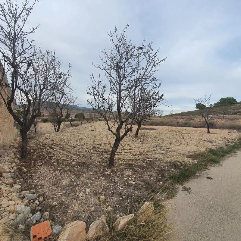 Terreno en venta en Pinoso, Alicante photo 2