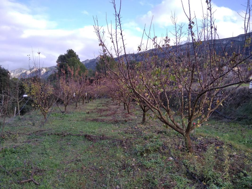 Terreno en venta en Vall de Gallinera, Alicante photo 2