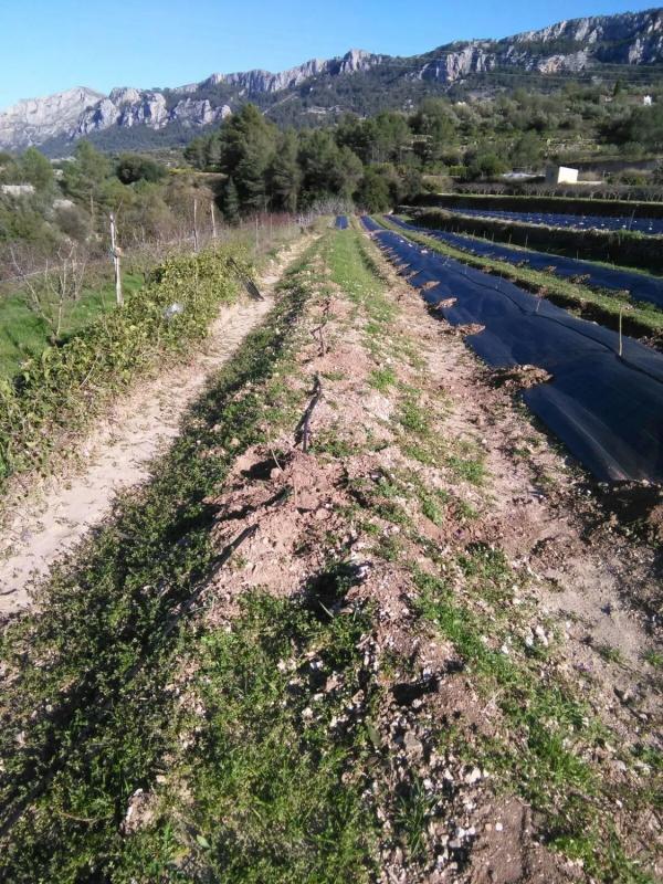Terreno en venta en Vall de Gallinera, Alicante photo 3