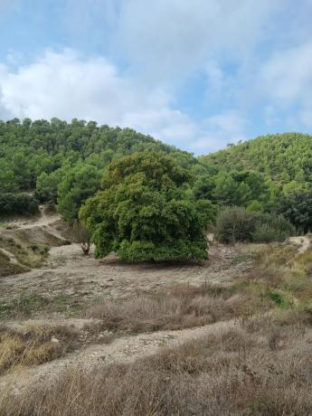 Terreno en via sense nom, km 8 photo 1