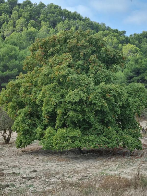 Terreno en venta en Petrer, Alicante photo 2