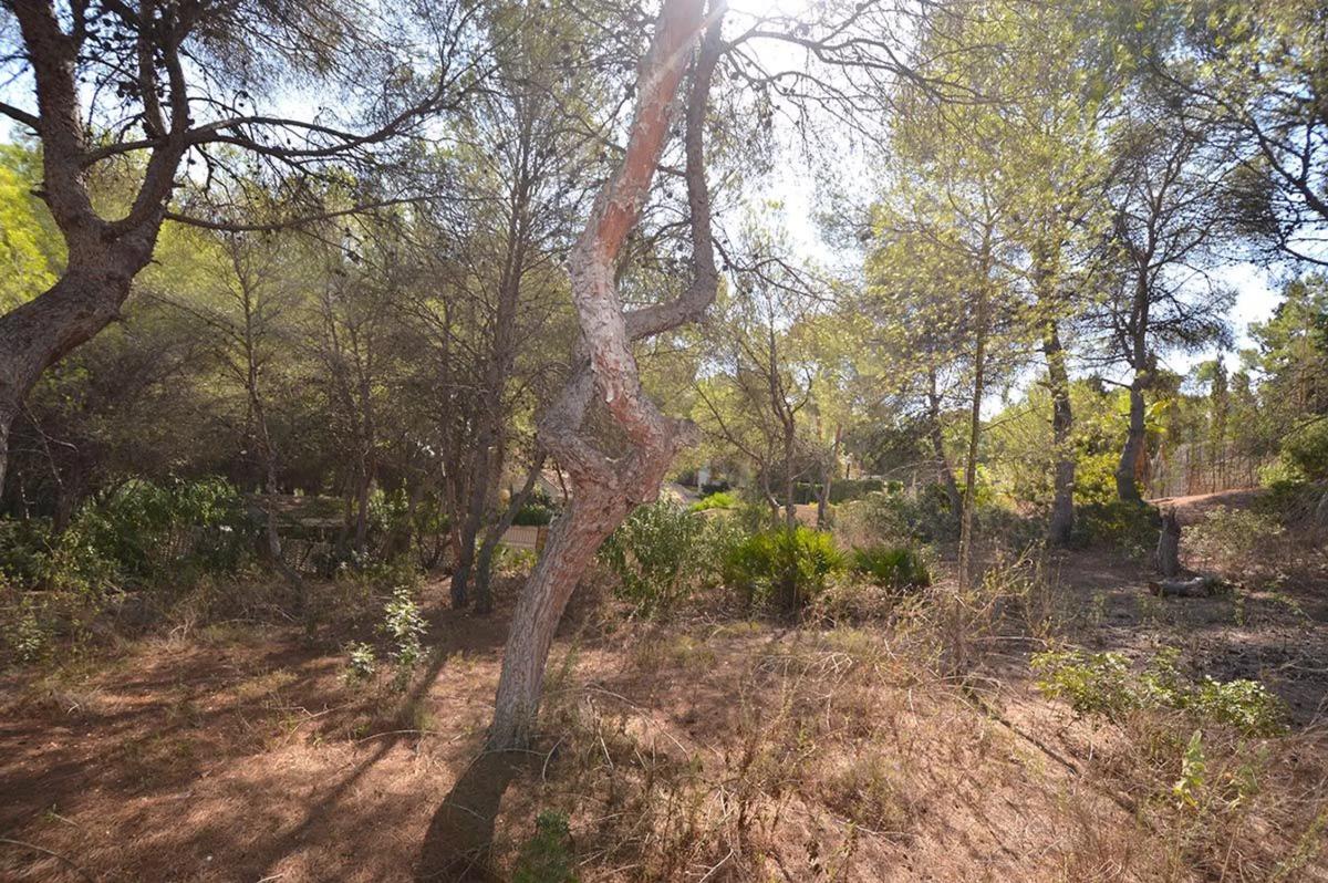 Terreno en venta en Orihuela, Alicante photo 3