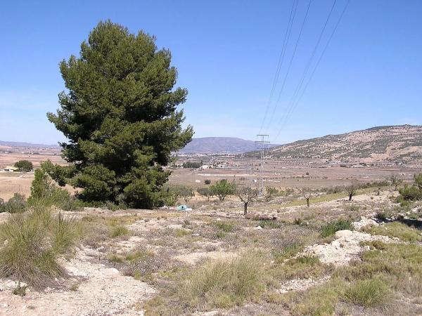 Terreno en Pinoso photo 2