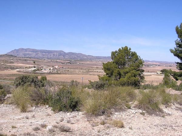Terreno en Pinoso photo 3