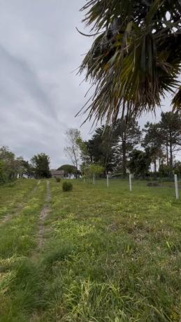 Terreno en Palmeira photo 2