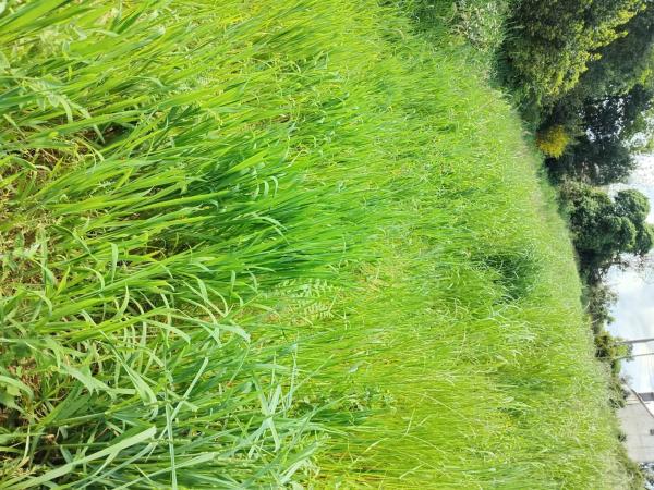 Terreno en Campelo, 2 photo 2