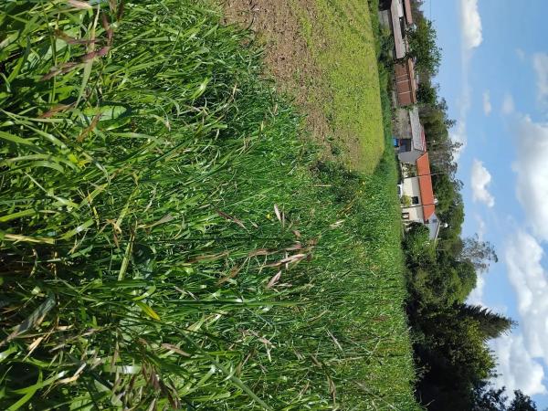 Terreno en Campelo, 2 photo 3