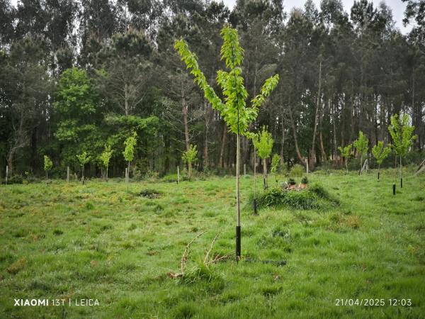 Terreno en Agro do Muiño, 2412 Fincan photo 2