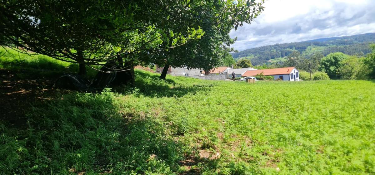 Land for sale in Bergondo, A Coruña photo 1