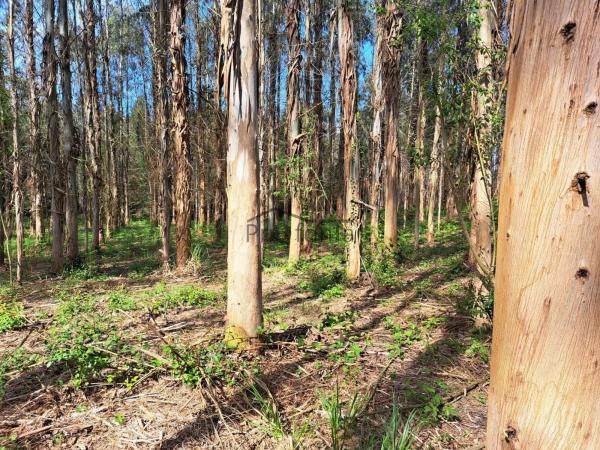 Terreno en Paderne photo 1