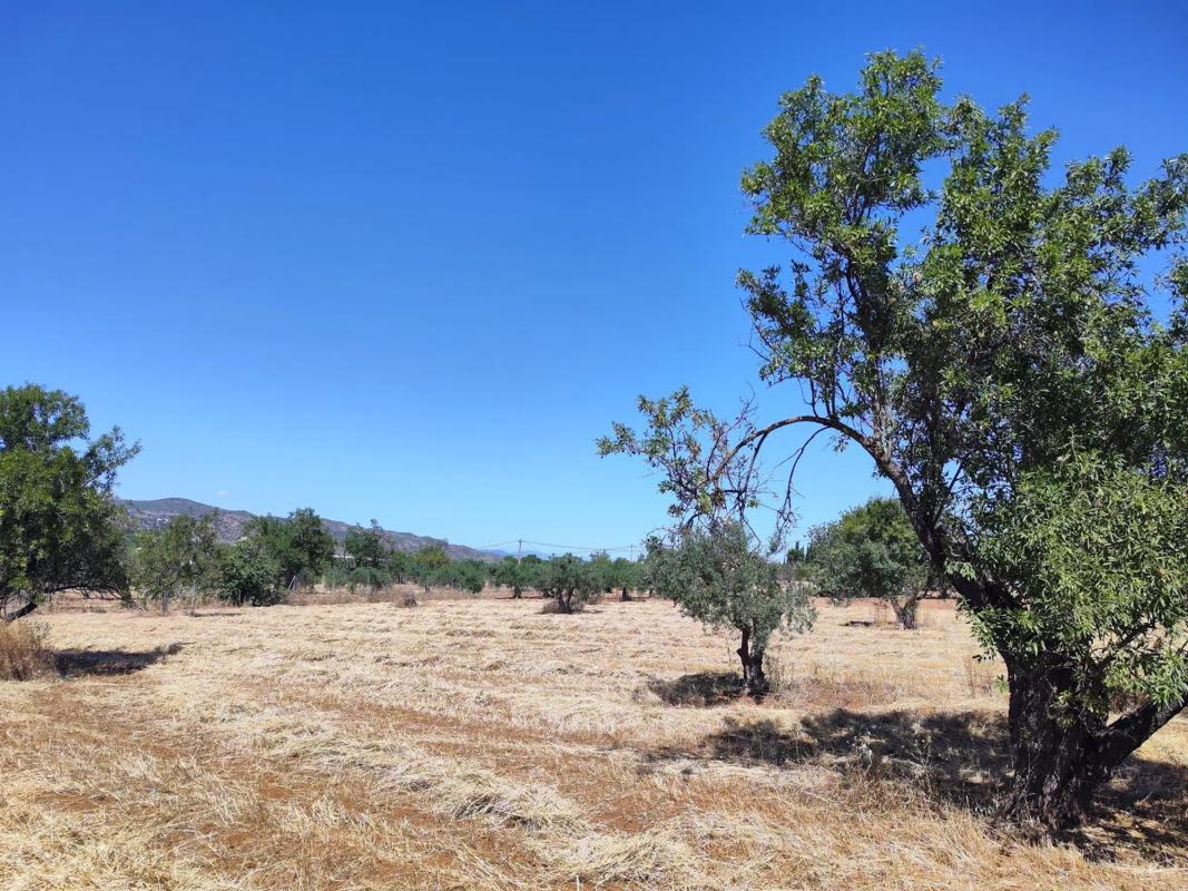 Land for sale in Alhaurín de la Torre, Malaga photo 2