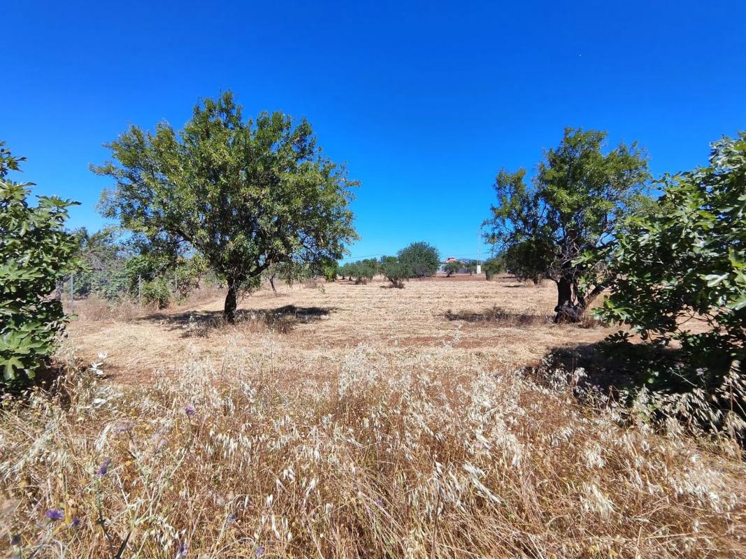 Land for sale in Alhaurín de la Torre, Malaga photo 5