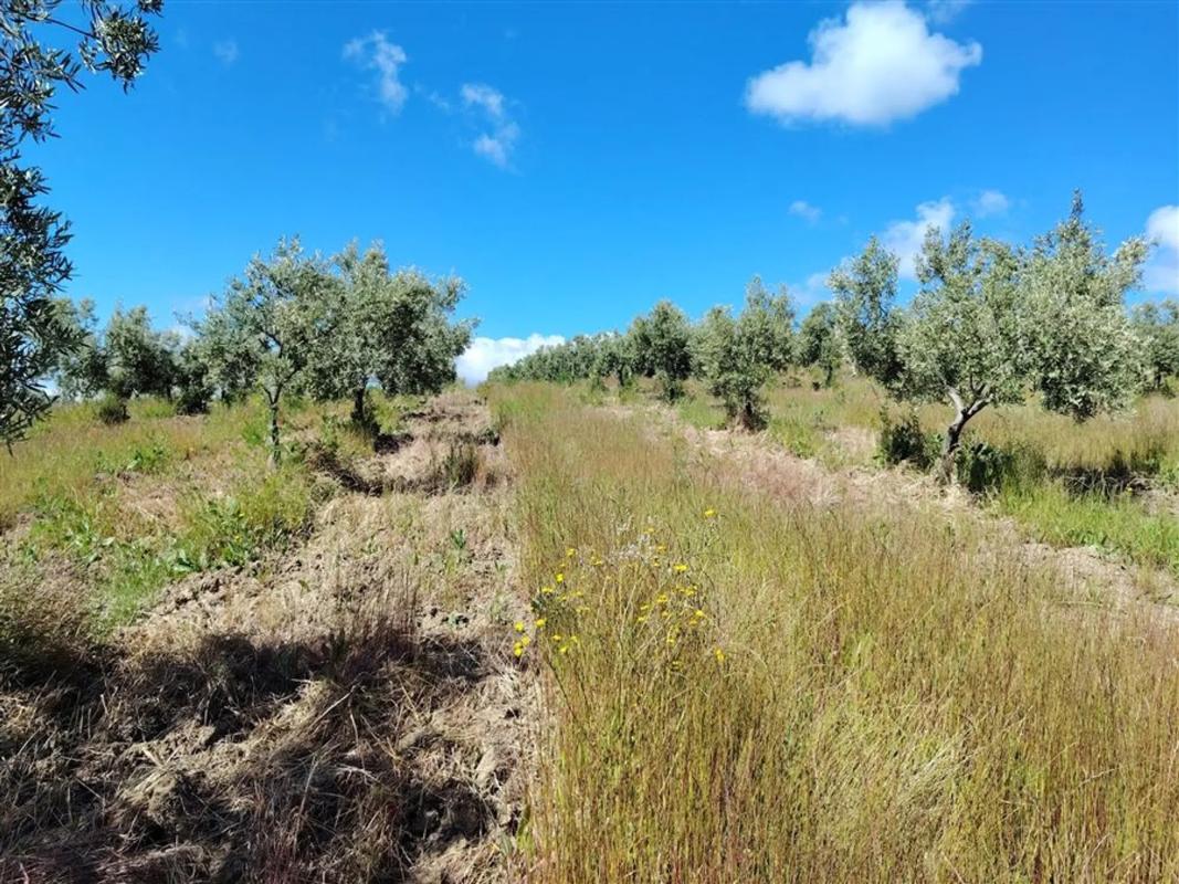 Terreno en venta en Estepona, Malaga photo 2