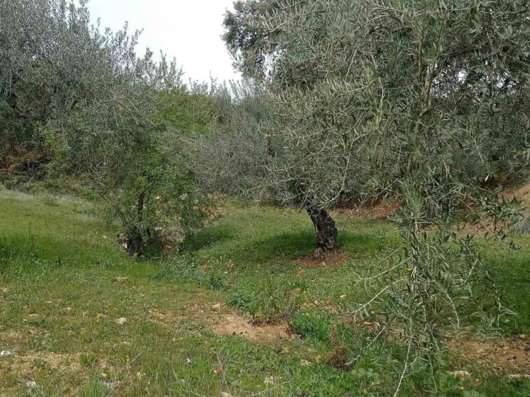 Land for sale in Monda, Malaga photo 1